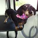 Paws N Tails Mobile Dog Grooming - Pet Grooming