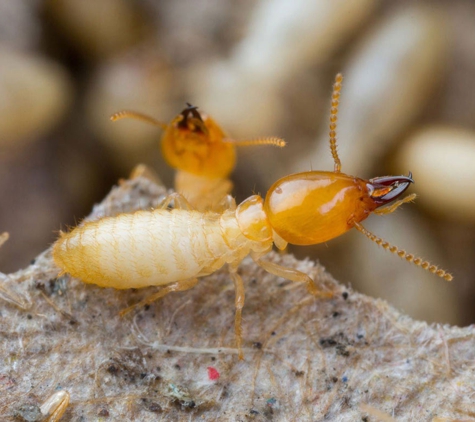 GV Pest Off - Shepparton, VIC