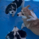 BratPak Dog Kamp - Livermore