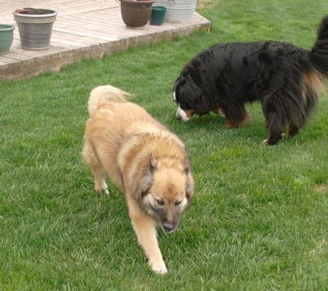 PETERSON KENNELS - kalispell, MT