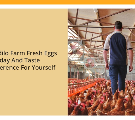 Llandilo Farm Fresh Eggs - Llandilo, NSW. Try Llandilo Farm Fresh Eggs Today And Taste The Difference For Yourself