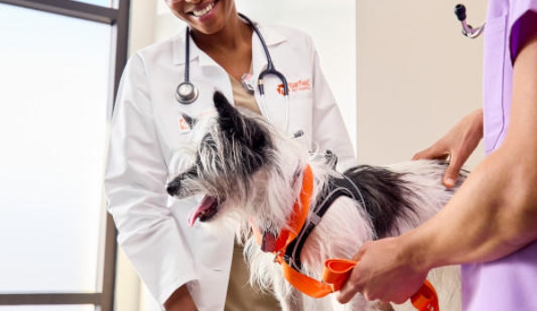 Banfield Pet Hospital - Douglasville, GA