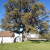 Cassity Tree Service and Care gallery
