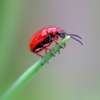 Advantage Pest Control gallery