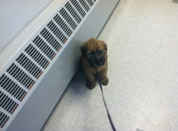 Tufts at Tech Community Veterinary Clinic - Worcester, MA