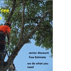 sony tree service