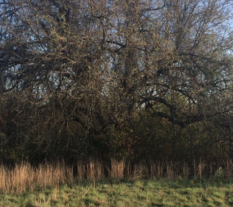 Steve's Tree Service, LLC - Weatherford, TX. before