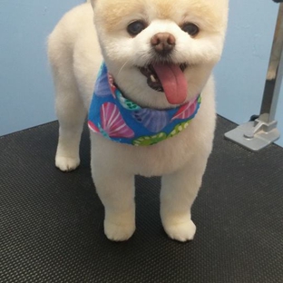 Grooming Palace - Chesapeake, VA