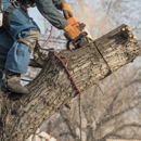 Tree Worx - Tree Service
