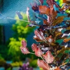 West Plains Termite & Pest Control gallery