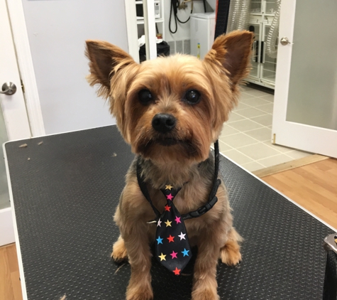 Grooming Tails - Mamaroneck, NY. Basil So handsome with his tie ����