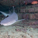 Bubbles Below Scuba Charters