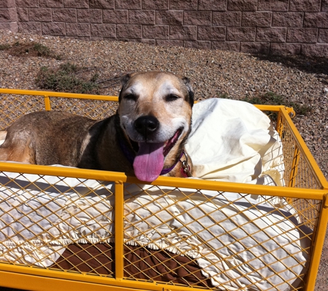 SafeDoggy- Pet Sitting Services - Las Vegas, NV