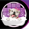 Pawlished Pets Mobile Grooming gallery