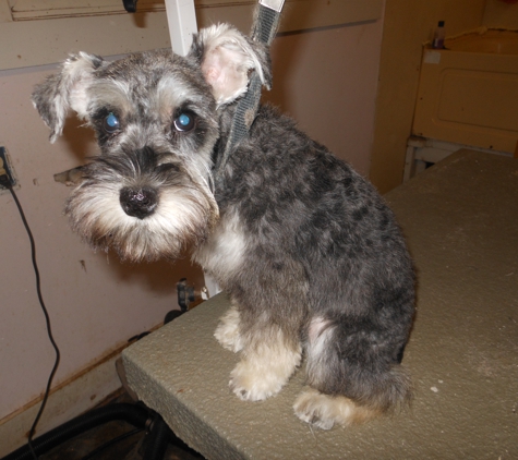 Critter Creations - Muncy, PA. schnauzerFirst haircut after