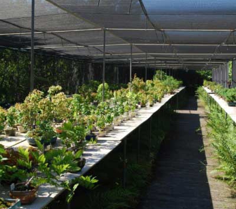 Ray Nesci Bonsai Nursery - Dural, NSW