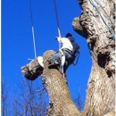 Kodiak Tree Service - Tree Service