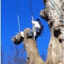 Kodiak Tree Service