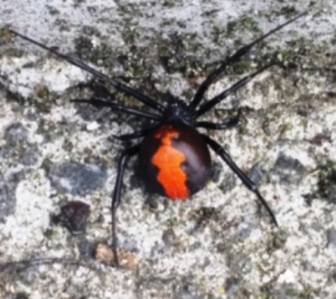 Scorpion Pest Management Pty Ltd - Glenorchy, TAS