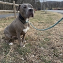 Ridgeside K9 Montgomery County - Dog Training
