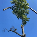 iClimb Tree Service - Tree Service