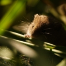 Blasingame Pest Managment, Inc. - Pest Control Equipment & Supplies