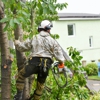 Wolverine Tree Service gallery