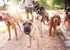 The Crate Escape - Pet Specialty Services