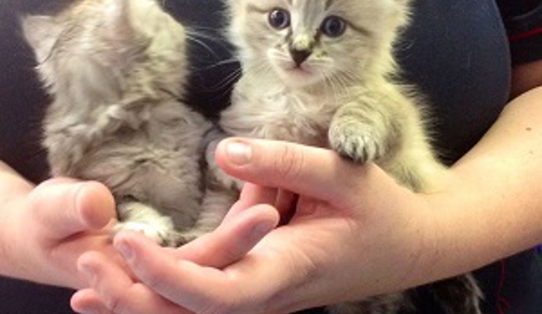Animal Clinic Maffra - Maffra, VIC