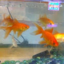 Red Ruby - Chinese Restaurants