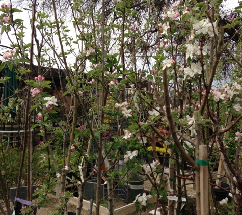 Main Street Nursery - Lakeport, CA