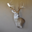 Potter Taxidermy Studio - Taxidermists