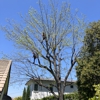 LB Holistic Tree gallery
