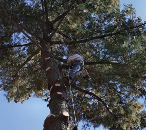 Lopez Tree Service - Louisville, KY