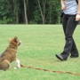 Peaceful Pups Dog Training