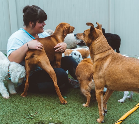 Man's Best Friend - Houston - Houston, TX