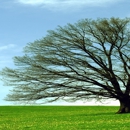Tree of Life Metaphysical - Spiritualists