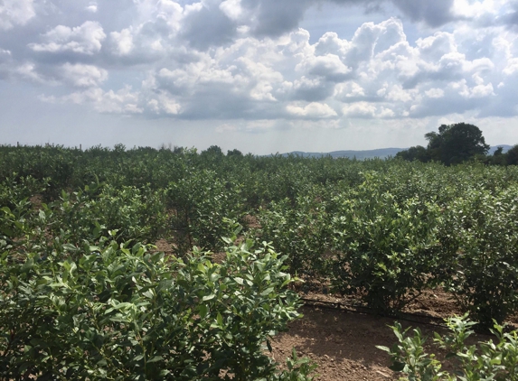 Blueberry Hill Farms & Nursery - Clinton, NY