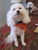 PetWorks Express - Veterinary Clinics & Hospitals