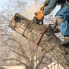 Axel Tree Trimming gallery