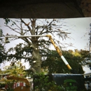 Fitzgerald Tree & Landscape - Stump Removal & Grinding