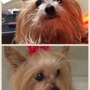 NYC Canine Styling - Beauty Salons