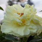 Brooks Gardens - Peonies