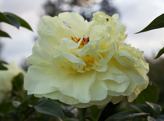 Brooks Gardens - Peonies - Salem, OR