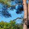Rmm Tree Service Corp. gallery