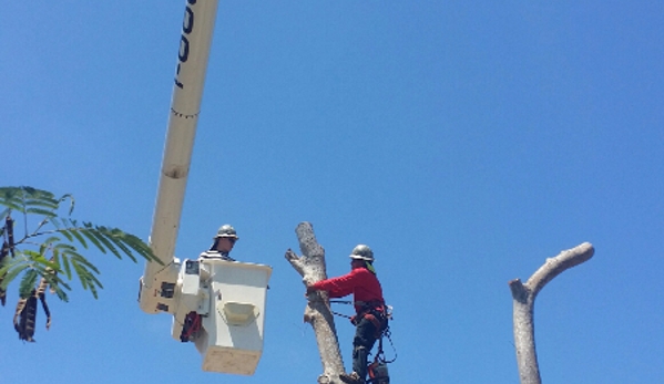 Wc Tree Service - Corona, CA