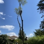 All Seasons Tree Care Inc