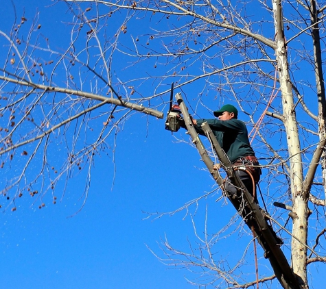 Tree Service San Clemente - San Clemente, CA