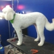 Blue Angel Pet Salon 2