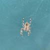 Brooksville Animal Removal gallery